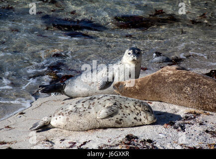 Monterey Bay guarnizioni e cuccioli Foto Stock