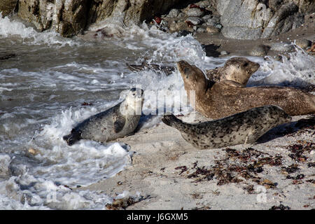 Monterey Bay guarnizioni e cuccioli Foto Stock