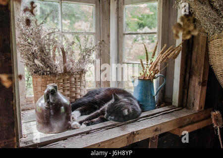 Un gatto dorme nella finestra di un workshop in luogo Pickity Foto Stock