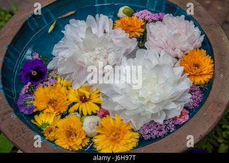 Pickity posto a Mason, New Hampshire vende piante e dispone di un fantastico ristorante Foto Stock