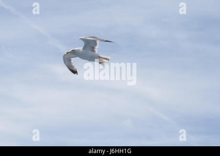 Seagull soaring - Canale Inglese - su un traghetto da qualche parte tra Dover e Calais Foto Stock