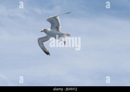 Seagull soaring - Canale Inglese - su un traghetto da qualche parte tra Dover e Calais Foto Stock