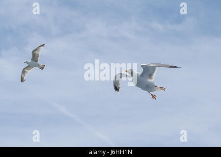 Seagull soaring - Canale Inglese - su un traghetto da qualche parte tra Dover e Calais Foto Stock