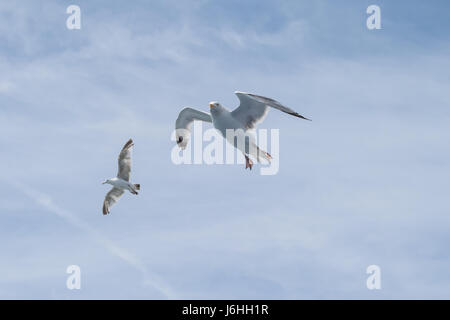 Seagull soaring - Canale Inglese - su un traghetto da qualche parte tra Dover e Calais Foto Stock