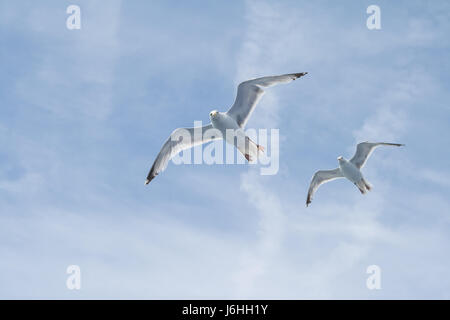 Seagull soaring - Canale Inglese - su un traghetto da qualche parte tra Dover e Calais Foto Stock