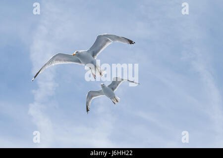 Seagull soaring - Canale Inglese - su un traghetto da qualche parte tra Dover e Calais Foto Stock