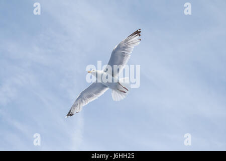 Seagull soaring - Canale Inglese - su un traghetto da qualche parte tra Dover e Calais Foto Stock