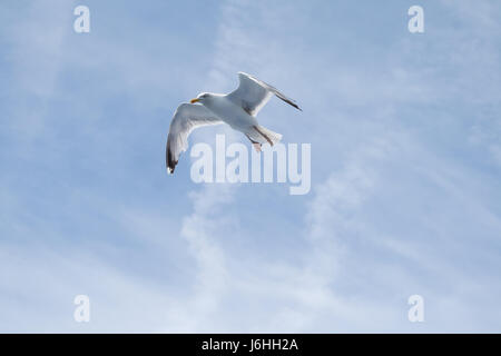 Seagull soaring - Canale Inglese - su un traghetto da qualche parte tra Dover e Calais Foto Stock