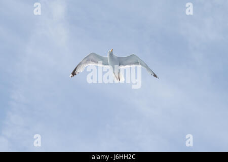 Seagull soaring - Canale Inglese - su un traghetto da qualche parte tra Dover e Calais Foto Stock