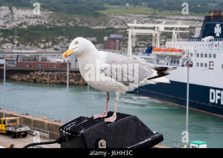 Seagull soaring - Canale Inglese - su un traghetto da qualche parte tra Dover e Calais Foto Stock