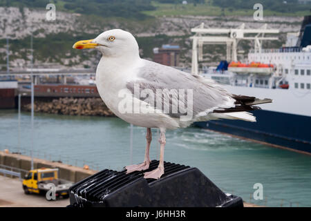 Seagull soaring - Canale Inglese - su un traghetto da qualche parte tra Dover e Calais Foto Stock