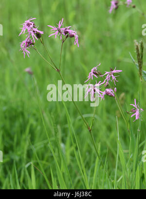 Ragged-Robin (Lychnis flos-cuculi) fiori che crescono nei pascoli poveri. Bedgebury Forest, Kent, Regno Unito. Foto Stock