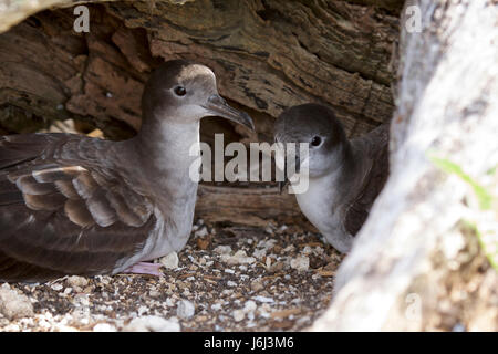 Cuneo-tailed shearwater (Ardenna pacifica) Foto Stock