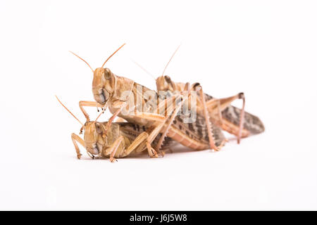 Foraggi vasto deserto rettili insetti grasshopper antenna macro close-up Foto Stock