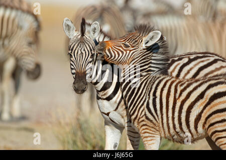Le pianure zebra (Equus burchelli) interazione, il Parco Nazionale di Etosha, Namibia Foto Stock