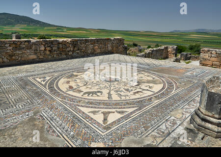 Mosaico di animali della casa di Orfeo nella escavazione romana di Volubilis, Marocco, Africa Foto Stock