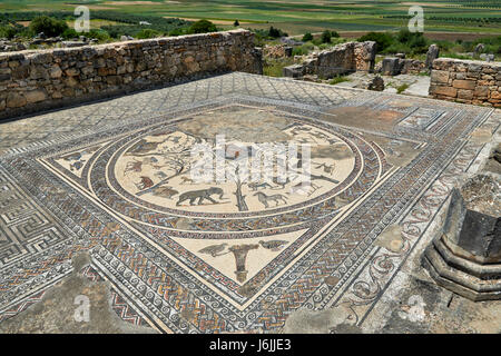Mosaico di animali della casa di Orfeo nella escavazione romana di Volubilis, Marocco, Africa Foto Stock
