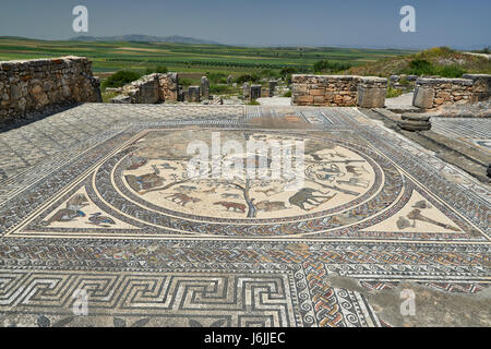Mosaico di animali della casa di Orfeo nella escavazione romana di Volubilis, Marocco, Africa Foto Stock