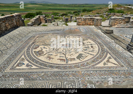 Mosaico di animali della casa di Orfeo nella escavazione romana di Volubilis, Marocco, Africa Foto Stock