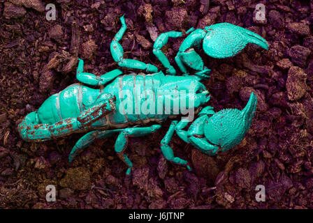 Imperial Scorpion sotto la luce ultravioletta Foto Stock