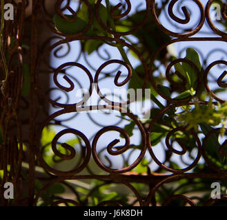 Ferro battuto trellis con piante Foto Stock