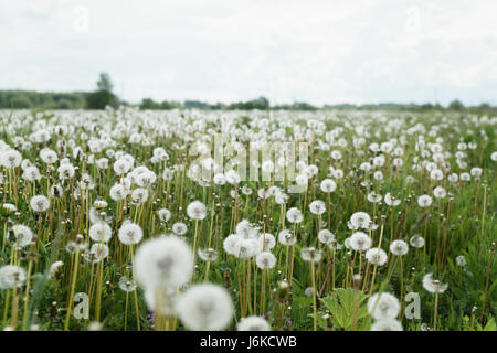 Il tarassaco bianco su un enorme campo, closeup photo Foto Stock