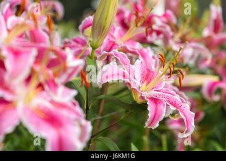 Rosa giglio asiatico fiore in giardino Foto Stock