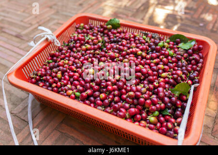 Rosso di bacche di caffè in basket Foto Stock