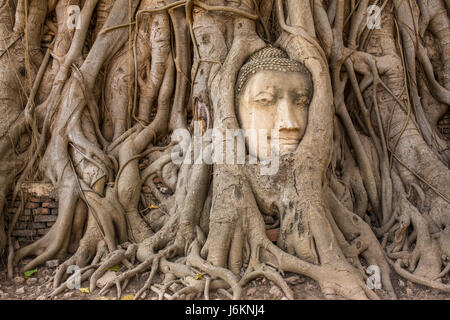 Testa di Buddha in radici di albero in Wat Mahathat , Ayuthaya , della Thailandia Foto Stock