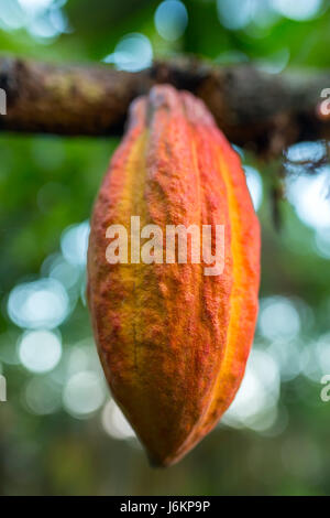 Il cacao frutti pendenti sulla struttura ad albero Foto Stock