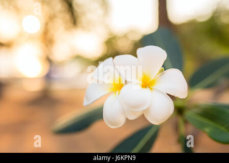 Bella bianco e giallo fiore di frangipani close-up Foto Stock