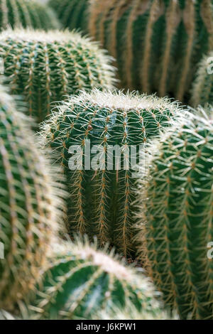Fresco verde cactus con aghi closeup Foto Stock