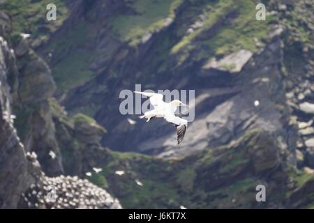 Adulto gannett settentrionale (Morus bassanus) volare sopra le scogliere e colonie di uccelli marini, Hermaness, isole Shetland, Scotland, Regno Unito Foto Stock