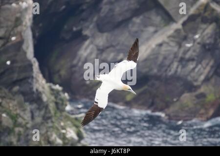 Adulto gannett settentrionale (Morus bassanus) volare sopra le scogliere, Hermaness, isole Shetland, Scotland, Regno Unito Foto Stock