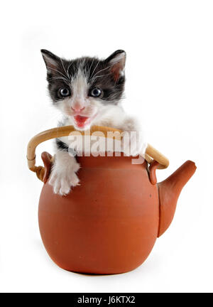 Cucina Cucina teiera cat baby kitten pussycat cat gatto domestico pan padella Foto Stock