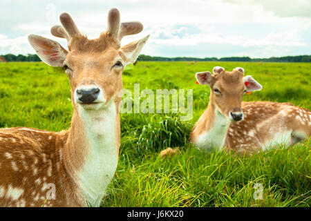 Due cervi marrone posa su erba a Phoenix Park di Dublino Foto Stock