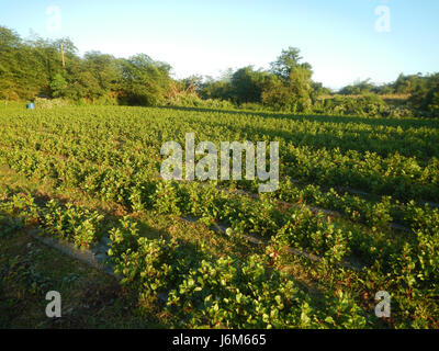 0768 Alugbati Basella alba piantagioni San Rafael Bulacan Filippine 18 Foto Stock