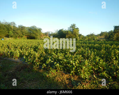 0768 Alugbati Basella alba piantagioni San Rafael Bulacan Filippine 19 Foto Stock