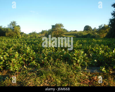 0768 Alugbati Basella alba piantagioni San Rafael Bulacan Filippine 21 Foto Stock