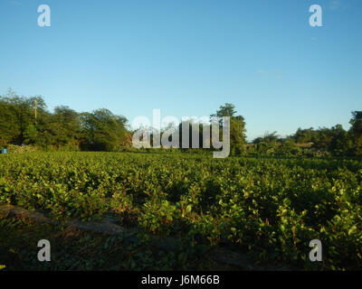 0768 Alugbati Basella alba piantagioni San Rafael Bulacan Filippine 23 Foto Stock