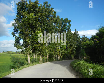 0601 risaie Silang Bagong Ilog-Bulo San Miguel Bulacan Farm Market Road 03 Foto Stock