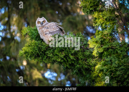 I capretti wild grande gufo cornuto (Bubo virginianus), orientale owl, hoot owl, appollaiato sul ramo di sempreverdi, guardando la telecamera, London, Ontario, Canada. Foto Stock