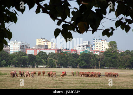 Allevamento di capre pascolano sulla maidaïen, Kolkata - Calcutta - West Bengal India Foto Stock