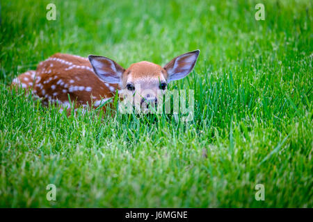 Odocoileus virginianus, cervo dalla coda bianca, fawn carini, neonato, neonato, nascosto nell'erba, difesa, comportamento di sopravvivenza, Ontario, Canada. Foto Stock