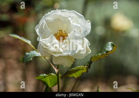 Rose Margarel Merril, fortemente profumato fragrante ripetere la fioritura rosa bianca Foto Stock