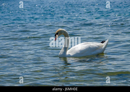 Cigno in Lago Foto Stock