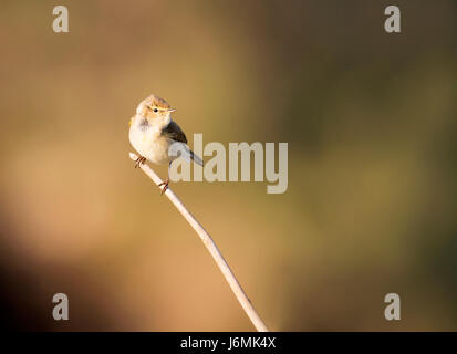 Chiffchaff (Phylloscopus collybita) arroccato in inizio di mattina di luce, Pembrokeshire Foto Stock