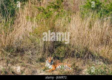 Tiger per prendere il sole Foto Stock