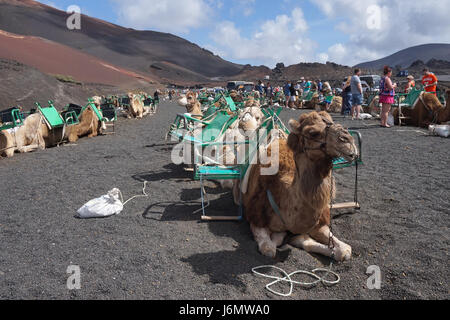 Le corse di cammelli nel Parco Nazionale di Timanfaya, Lanzarote, Spagna Foto Stock