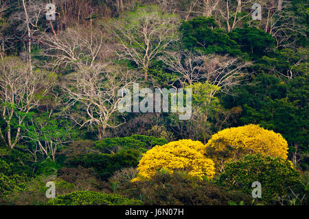 La foresta pluviale accanto a Rio Chagres nel Parco Nazionale di Soberania, Repubblica di Panama. Il giallo alberi fioriti alberi d'Oro (Guayacanes). Foto Stock